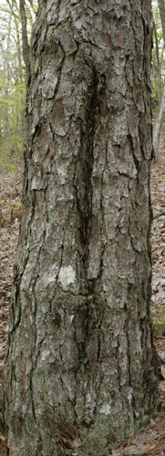 Turpentine Tree, Rebecca Mountain