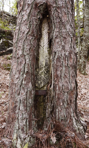 Turpentine Tree, Rebecca Mountain