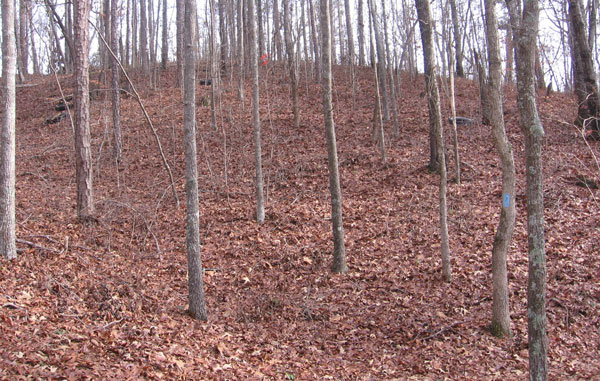 Tires dumped on Horn Mountain