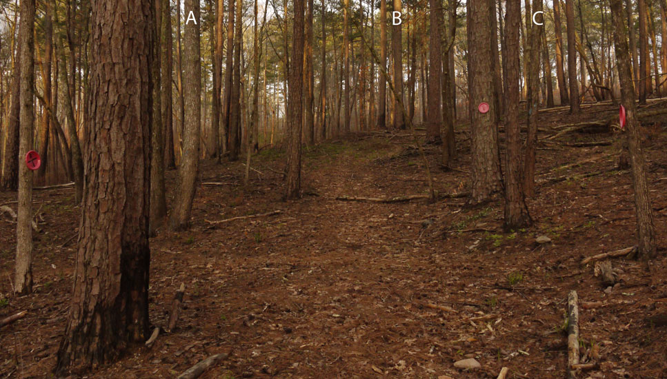 Pinhoti - Horse Trail Intersection