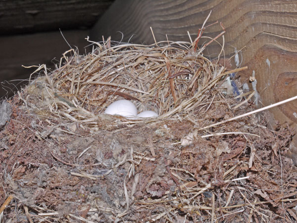 Bird Nest in Oakey Mountain Shelter