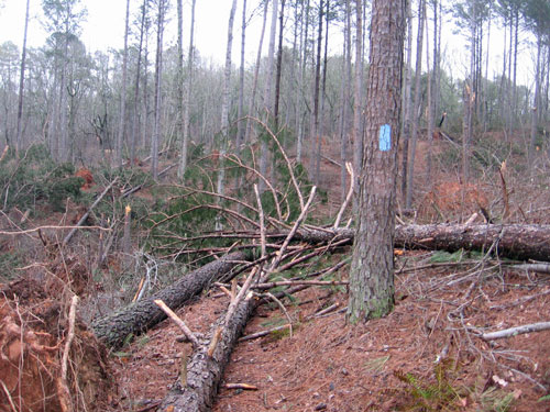 Windstorm Damage South of Interstate Highway 20